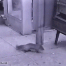 Squirrel steals candy from vending machine