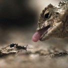 Lizard catches ant