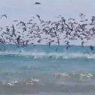 Pelicans dive-bomb in the water