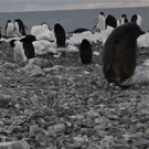 Penguin chick trips on rock