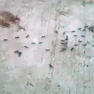 Ants work together to drag worm