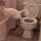 Cat pooping in the toilet fail