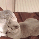 Cat in a bag scares another cat