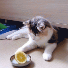 Cat vs. lemon
