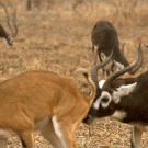 Antelope butt smell reaction
