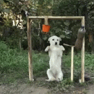 Dog does the Ice Bucket Challenge