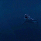 Shark bite