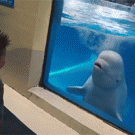 Beluga whale sprays kid