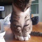 Cat's reaction to hand