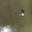 Fly fisher accidentally hooks drone
