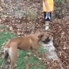 Dog jumps in huge pile of leaves to save kid