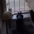 Dog startles cats