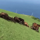 Horses slide down hill