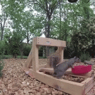 Squirrel launched by catapult