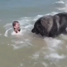 Dog pulls girl out of water
