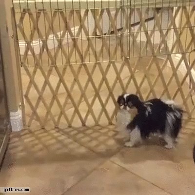 Dog goes through dog fence