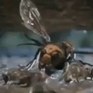Bees attack hornet