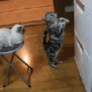 Cats vs. fridge