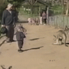 Kid vs. kangaroo