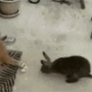 Rabbit vs. cat