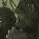 Gorilla nose picking