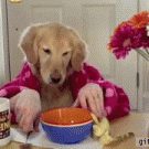 Dog has breakfast