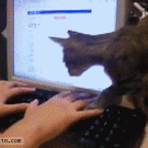 Cat walks on keyboard