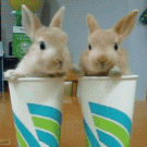 Bunnies in paper cups