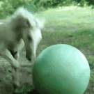 Horse playing with big ball