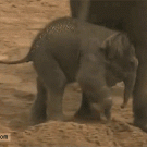 Mali, the baby elephant, gets kicked