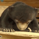 Bear cub falls asleep on nose