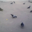 Cat catching pigeon fail