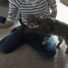 Blind cat vs. hairdryer