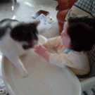 Cat slaps kid