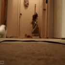 Vacuum scares kittens