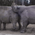 Rhino lifts other rhino