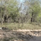 Stealth leopard catches impala