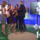 Kathie Lee Gifford drops puppy on its head