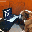 Bulldog reacts to scare maze prank