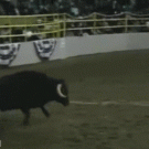 Bullfighting like a boss