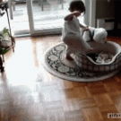 Dog rolls baby in doggie bed over