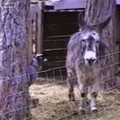 Goat uses donkey to jump over fence
