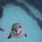 Cute curious seal pup