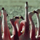 Disoriented flamingos
