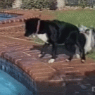 Dogs use teamwork to get ball out of the pool