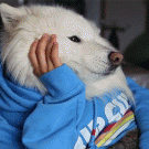 Dog with human hands reading