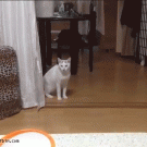 Cat walking to the table