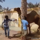 Camel bites man