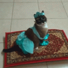 Cat riding a magic flying carpet
