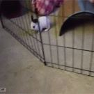 Rabbit exits through cage bars